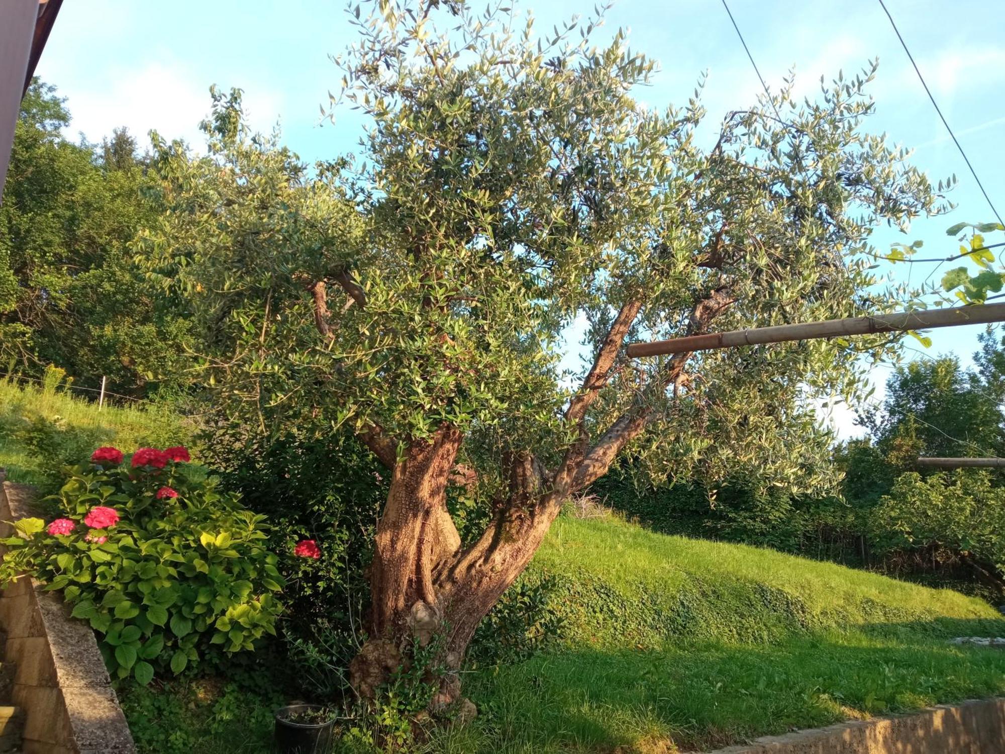 Bergamo Bnb Villa di Serio エクステリア 写真