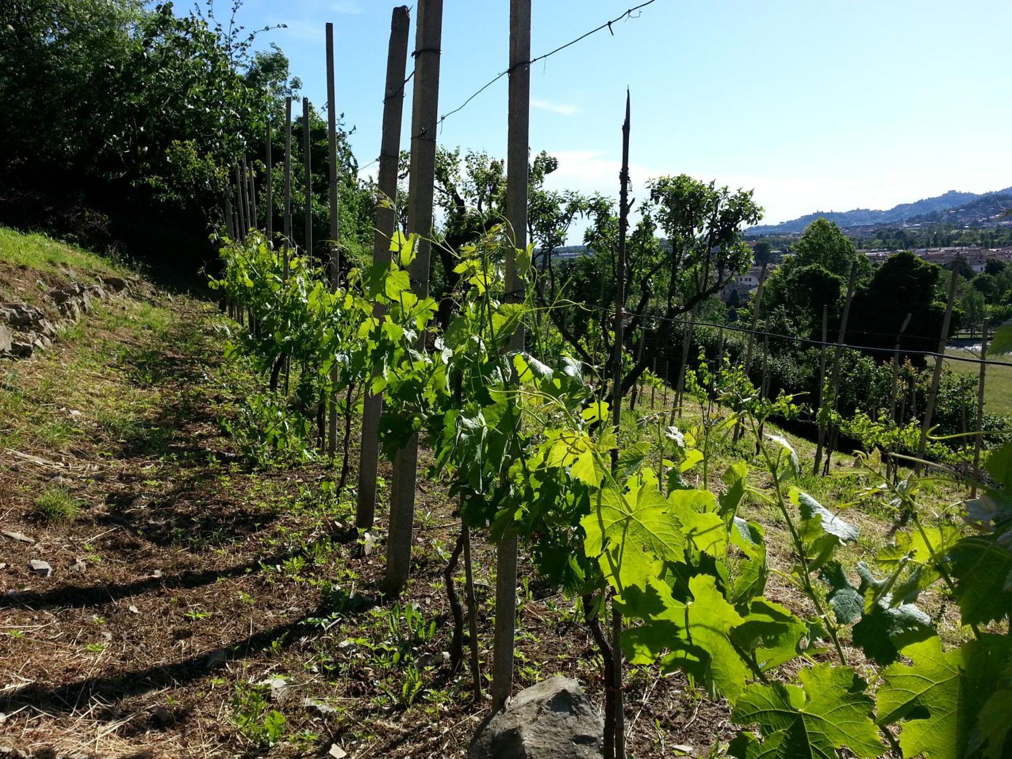 Bergamo Bnb Villa di Serio エクステリア 写真